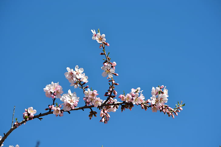 Madrid, musim semi, kelima mills, Taman, berbunga, pohon almond berbunga, bunga