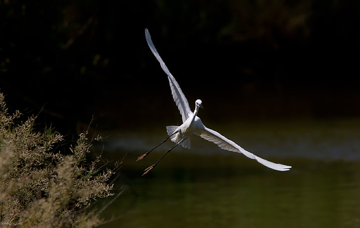 egret, bird, wildlife, flying, nature, water, waterbird