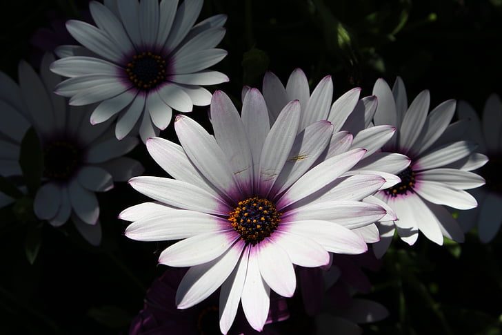 white cape daisy, white, flowers, petals, shadows, detailed