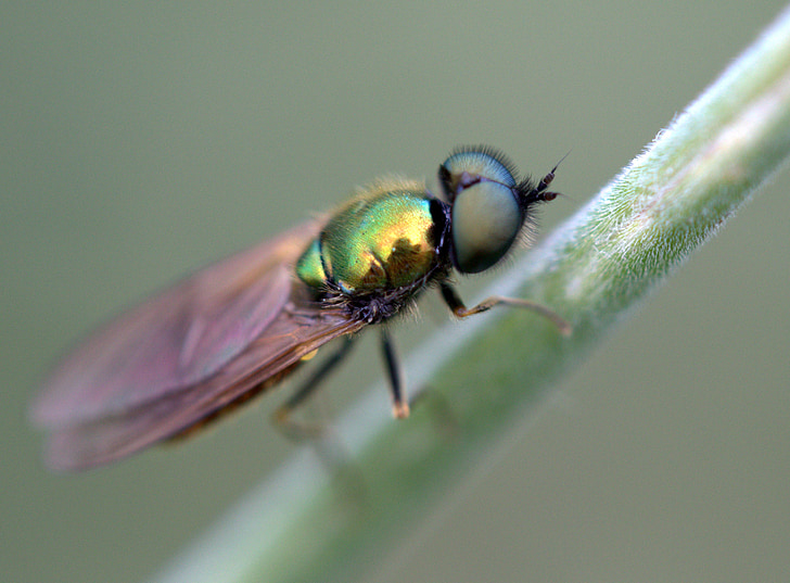 Fly, zelená, kmen, Insecta, odpočinek