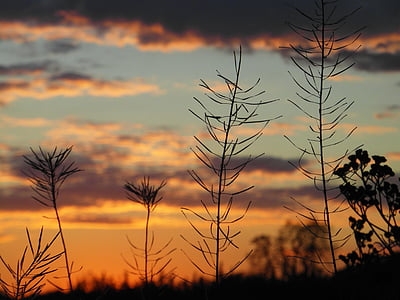 puesta de sol, plantas, ramas