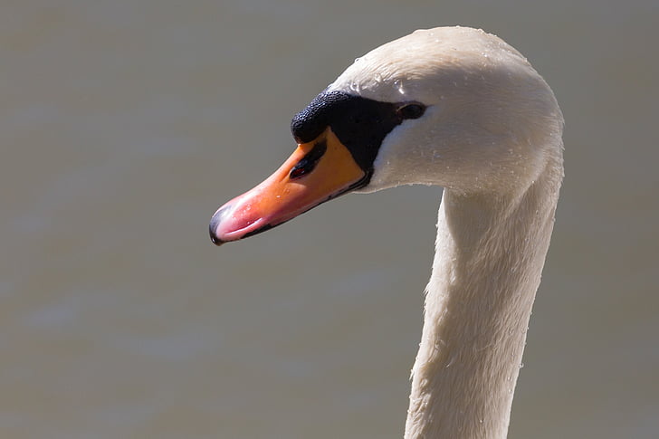 swan, animal, bird
