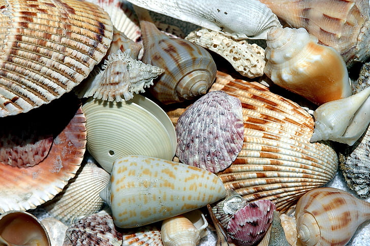 zeeschelpen, shell, strand shell, patronen, ontwerp, verzamelaar, Oceaan