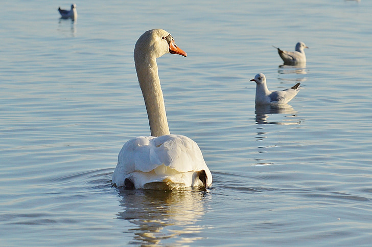 seagull, swan, water, lake constance, animal world, lake, bird