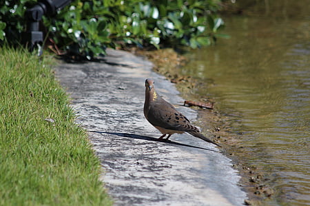 sparrow ground dove, turtle dove, bird, columbina passerina, body of water, feathered race, animals