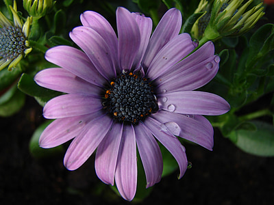 цветок, фиолетовые цветы, Летние цветы, Природа, завод, фиолетовый, капли