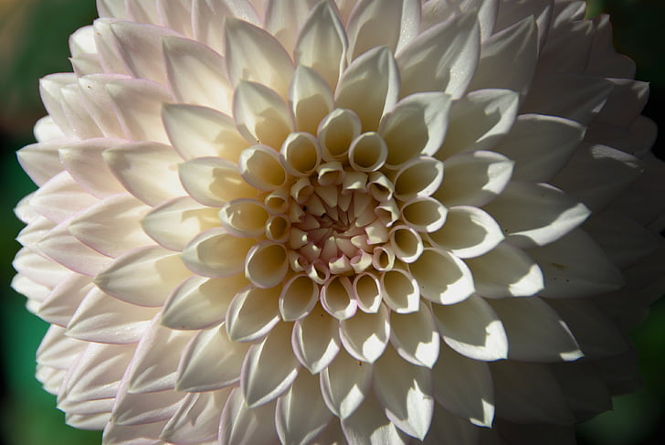 flower, white, petals, blossom, bloom, petal, flower head