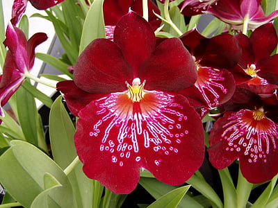 orchidej, květ, jaro, květ, závod, okvětní lístky, Příroda