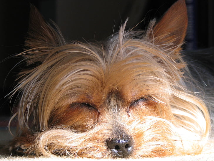 σκύλος, Yorkie, Τεριέ, κατοικίδιο ζώο, κυνικός, Χαριτωμένο, στον ύπνο