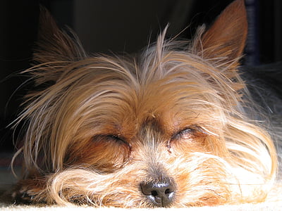 犬, ヨーキー, テリア, ペット, 犬, かわいい, 眠っています。
