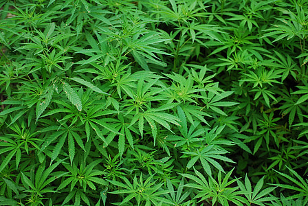foliage, cannabis, marijuana, lush, plants, nature, medicine