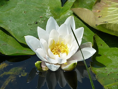 water lily, lily, flower, water, yellow flower, pond