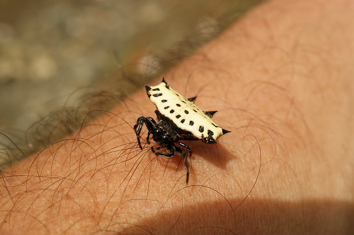 insectes, Tebaida, Quindio, Colòmbia