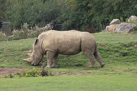 rinoceront, animal, zoològic, rinoceront, Àfrica