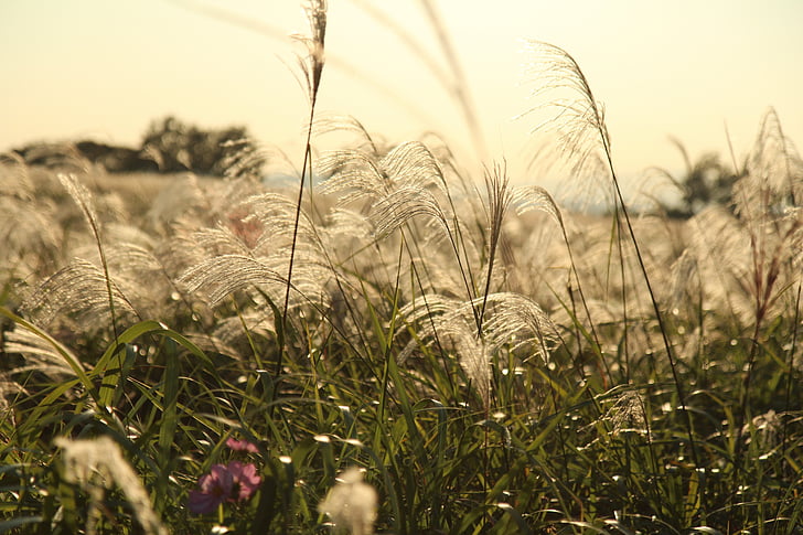 jesen, Reed, srebrna trava, priroda, ljeto, biljka, polje