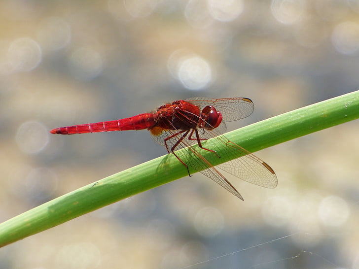punainen sudenkorento, kosteikko, Ruoko, Dragonfly, siivekäs hyönteinen, erythraea crocothemis, vihreys