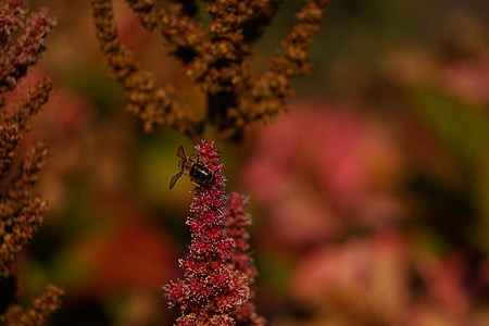 tawon, Blossom, mekar, lebah, serangga, Tutup, mengumpulkan nektar