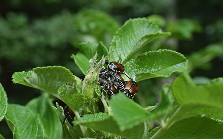 juni buggar på rosenknoppar, insekt, Pest, Japanese beetle, djur, skimrande, naturen