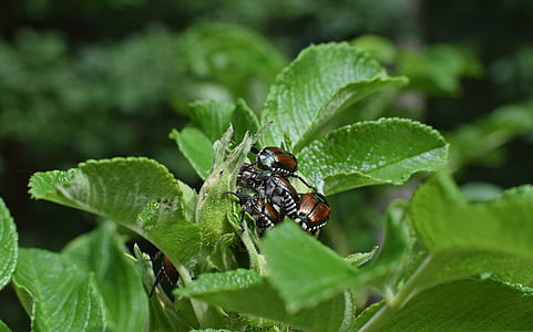 Juni bug pada kuntum mawar, serangga, hama, Jepang kumbang, hewan, warna-warni, alam