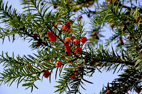 yew, red fruits, bush, periwinkle, berry, fruit, conifer