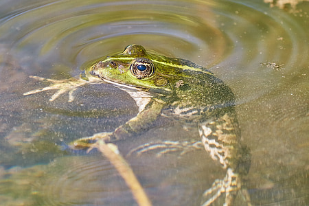 žaba, obojživelníkov, ropucha, lúka, vody, rybník, zelená žaba