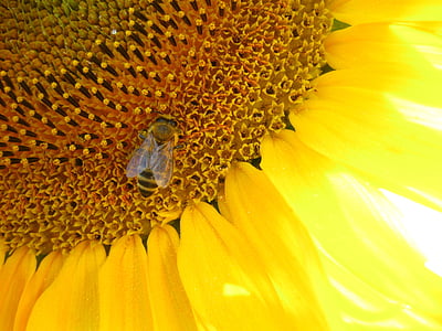 Sun flower, màu vàng, con ong, mùa hè, Hoa, Blossom, nở hoa