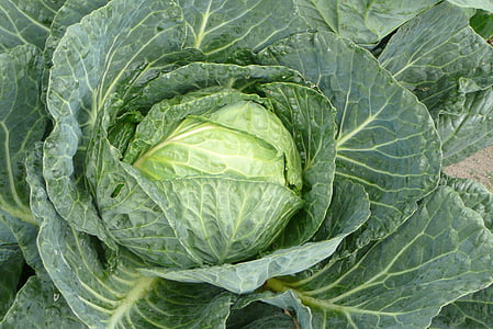 cabbage, green cabbage, vegetable, food and drink, healthy eating, freshness, green color