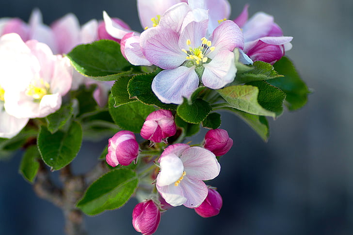 Virágszálnak Apple, almafa, Apple tree virágok, Blossom, Bloom, tavaszi, gyümölcsös