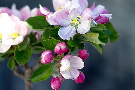 Eple blomstre, epletreet, Apple treet blomstrer, Blossom, blomst, våren, Orchard