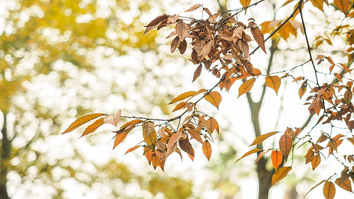 automne, feuilles jaunes, photographie, section, feuille, nature, arbre