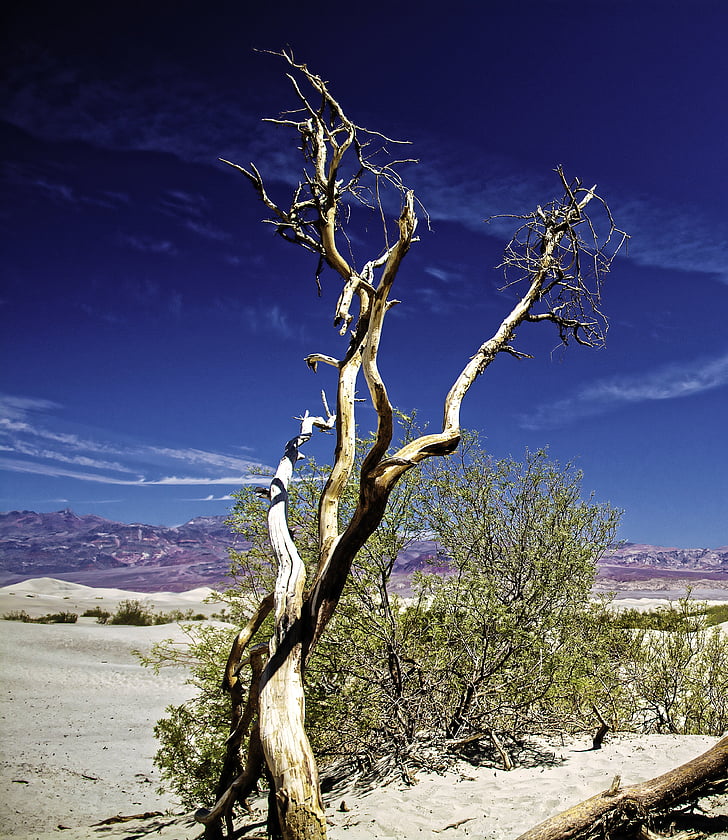Death valley, utendørs, treet, anlegget, ørkenen, natur, landskapet