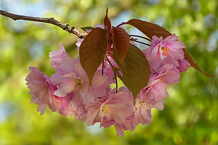 arbre, Blossom, Bloom, Cerisier japonais, Prunus serrulata, Rose, printemps