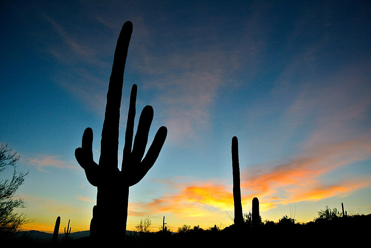 Arizona, východ slunce, Příroda, krajina, kaktus, hory