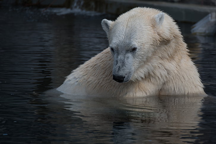 естествени, бяло, мечка, животните, полярна мечка, месоядни птици, Арктика