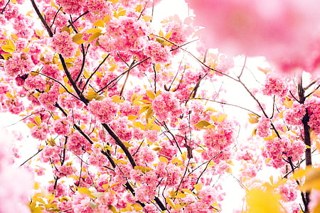cerisiers en fleurs, arbre, Rose, Bossom, Blooming, floraison, botanique