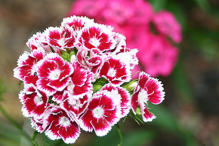Klump карамфил, червени бели карамфили, Карамфил цвете, природата, растителна, едър план, цвете