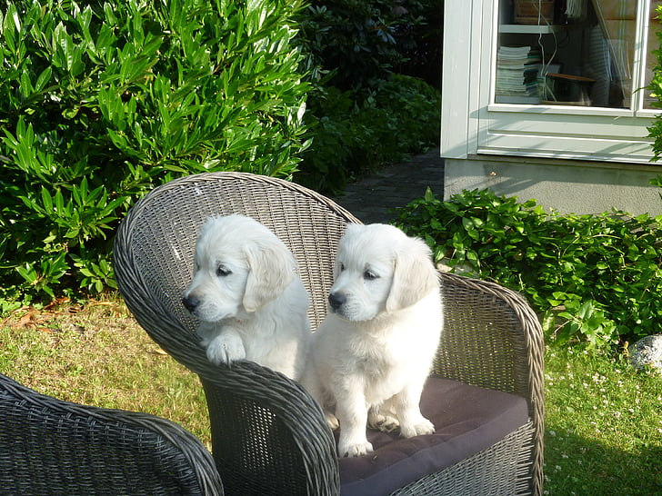 Golden retriever, chiot, chien, chaise, adorable