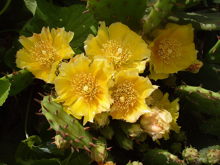 Cactus, fiore di cactus, fiore giallo del cactus