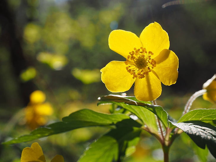 λουλούδι, Κίτρινο ξύλο Ανεμώνη, hahnenfußgewächs, φυτό, Κλείστε