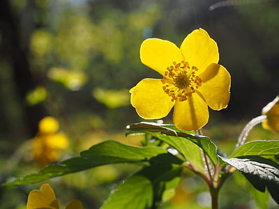 flor, anémona amarilla de madera, hahnenfußgewächs, planta, cerrar