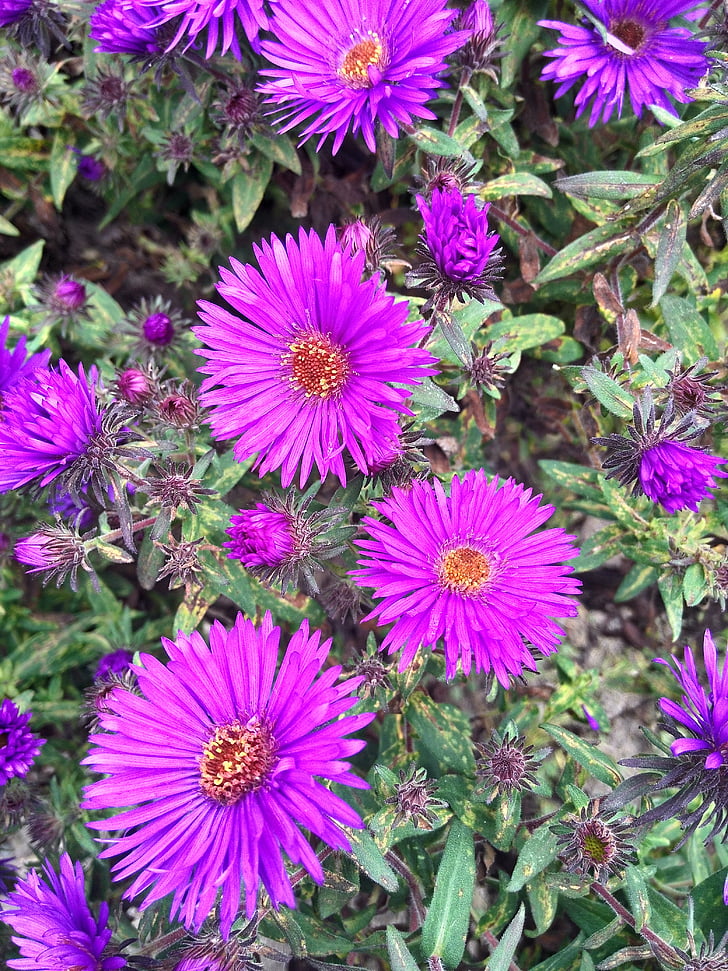 Aster, floare, violet, gradina