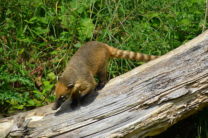 Coati, южноамерикански coati, котешки coati, quati, бозайник, животните, малки