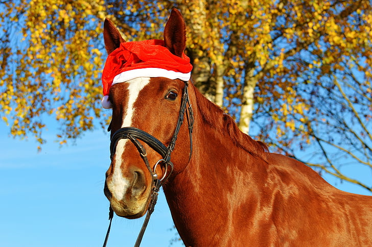 лошадь, Рождество, колпак Санта-Клауса, смешно, животное, Поездка, Reiterhof