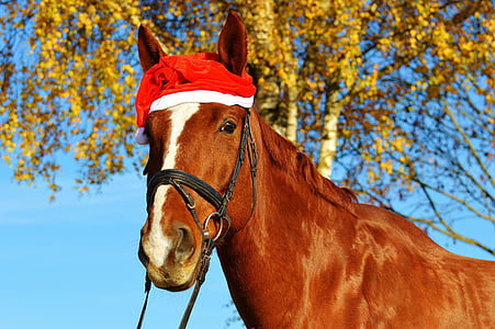 at, Noel, Noel Baba şapkası, komik, hayvan, binmek, Reiterhof