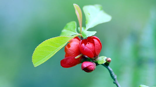 Berry, tanaman, alam, tanaman, salju berry, cabang, dedaunan