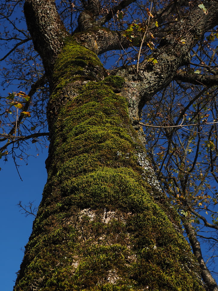 moss, tree, fouling, log, bark, nature, branch