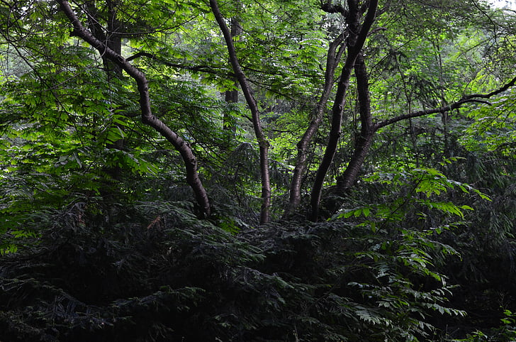 floresta, Bush, arbustos