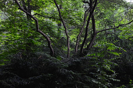 Forest, Bush, kríky