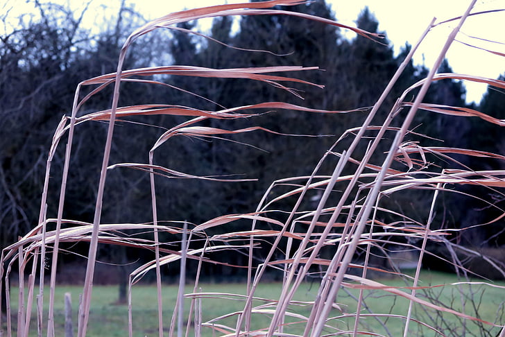 reed, wind, nature, mood, plant, landscape, background