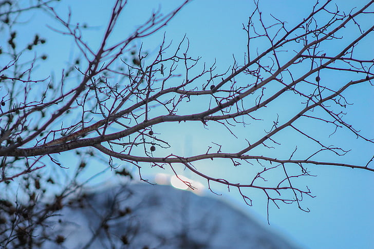 winter, tree, mountain, snow, nature, cold, landscape